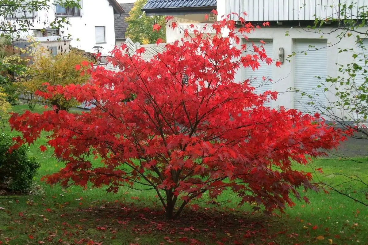 Red Maple – Acer Rubrum