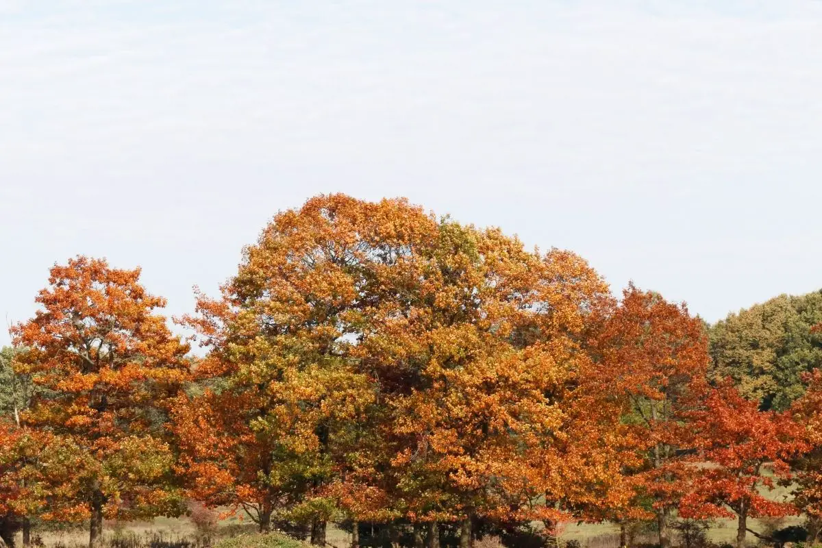 Red Oak (Quercus Rubra)
