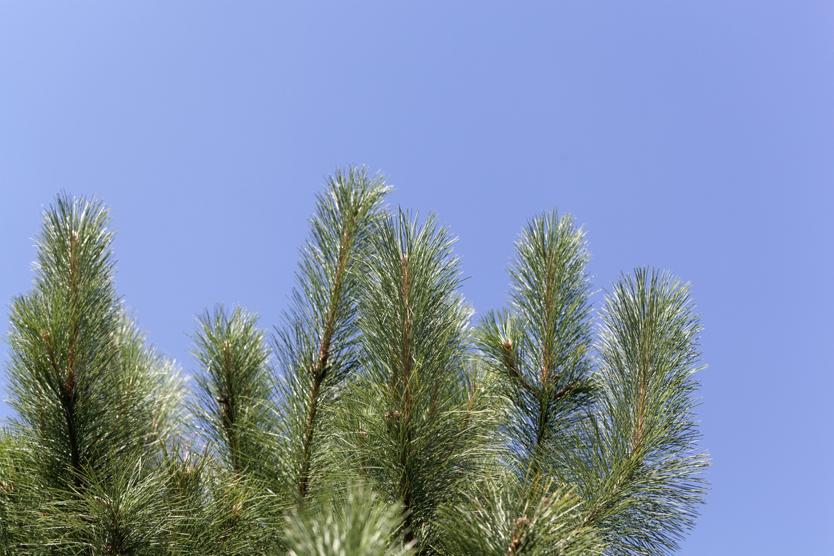 Canadian Trees-Red Pine (Pinus Resinosa)