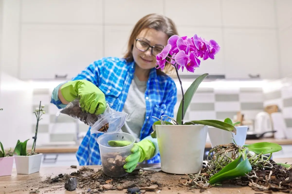 Replanting Orchids: How to Safety Transplant Your Orchid