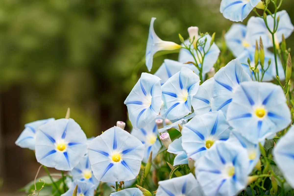 Rise and Shine: The Ultimate Guide to Morning Glory Plants