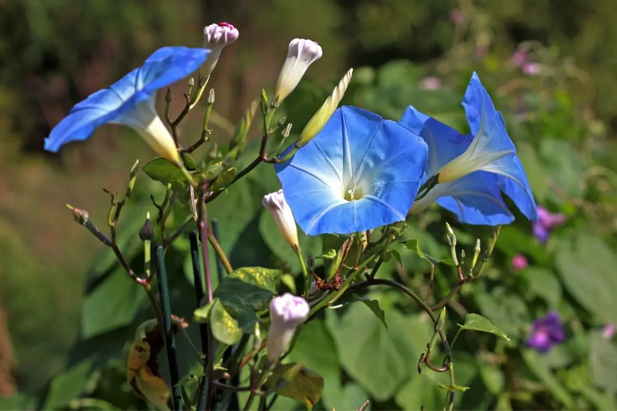 Rise and Shine: The Ultimate Guide to Morning Glory Plants