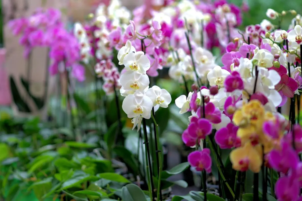 Rise to the Occasion: How Often You Should Water Your Orchid