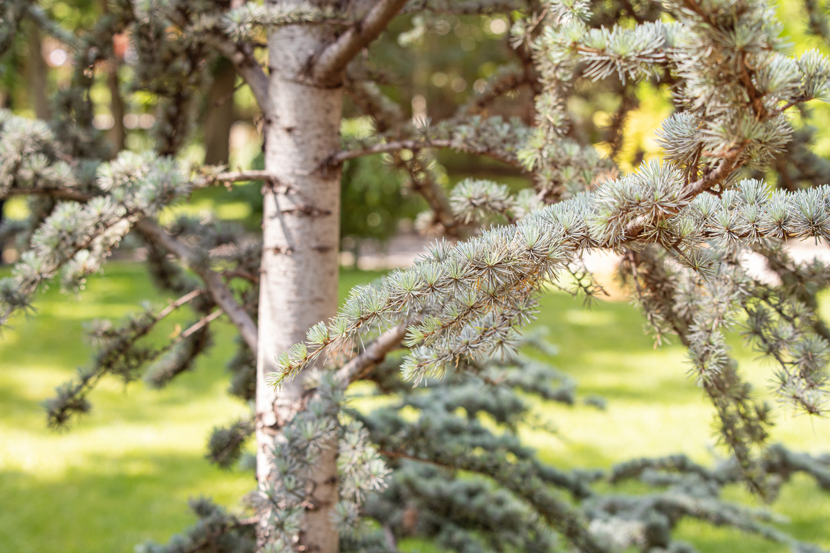 Canadian Trees-Rocky Mountain Douglas Fir (Pseudotsuga menziesii subsp. glauca)