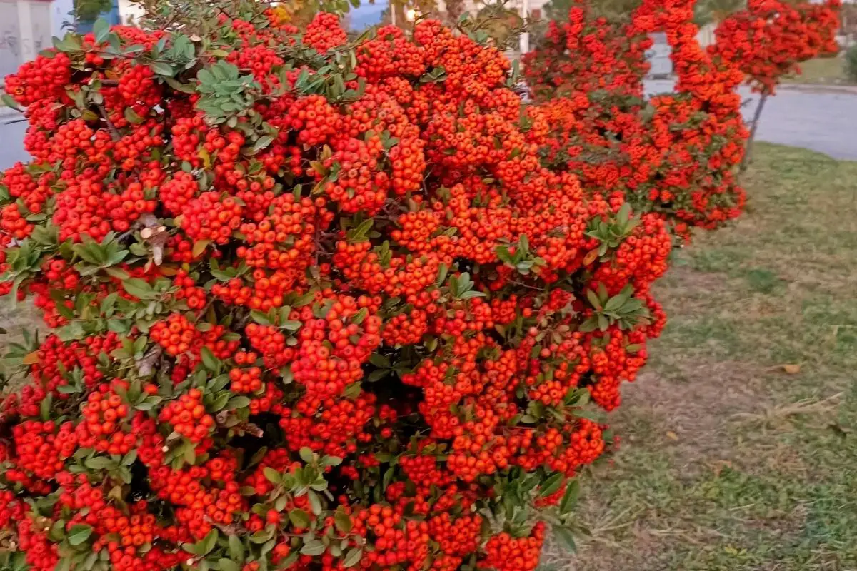 Rowan (Sorbus Aucuparia)
