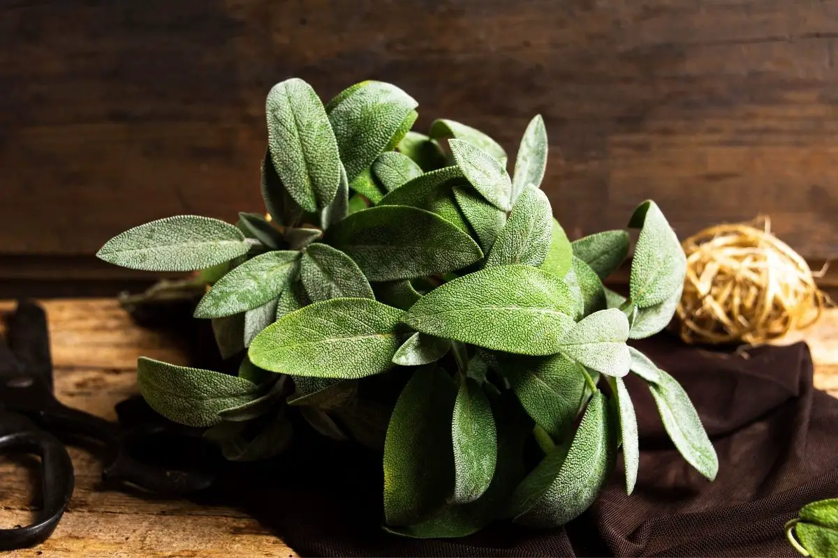 Sage Advice: The Ultimate Guide to Sage Plants