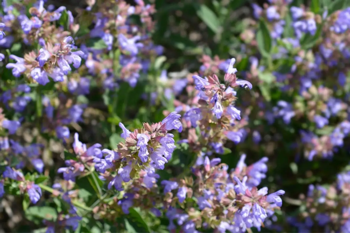 Sage Advice: The Ultimate Guide to Sage Plants