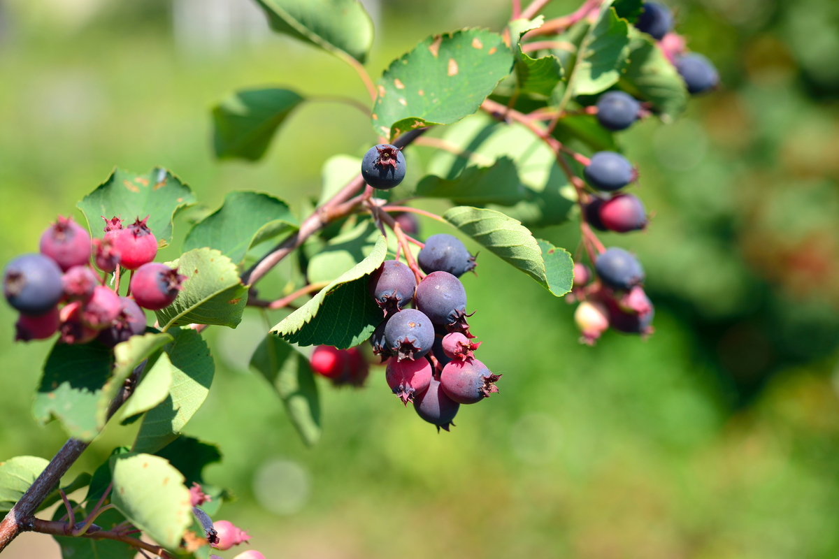 Canadian Trees-Saskatoon Berry (Amelanchier Alnifolia)