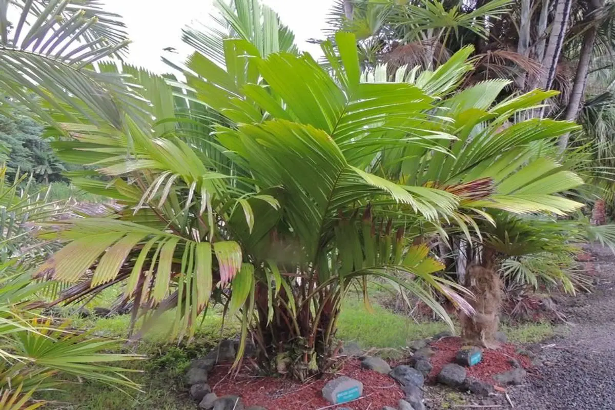 Sea Coconut Tree – Manicaria Saccifera