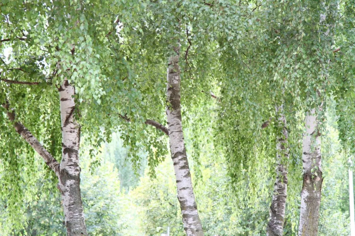 Types Of Italian Trees- Silver Birch