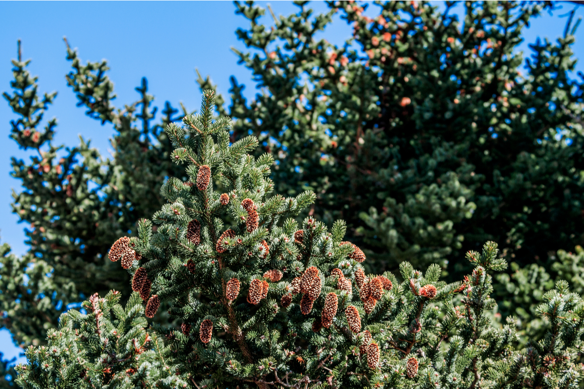 Canadian Trees-Sitka Spruce (Picea Sitchensis)