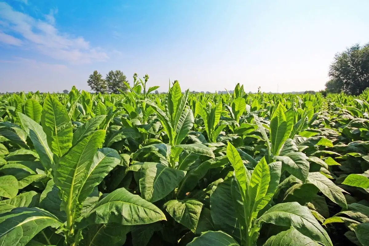 Smoking Hot: The Ultimate Guide to Tobacco Plants