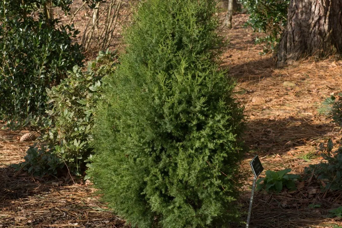 Spanish juniper (Juniperus thurifera)