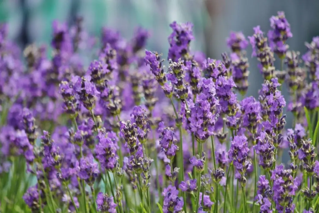 Spreading the Good News: Does Lavender Spread?