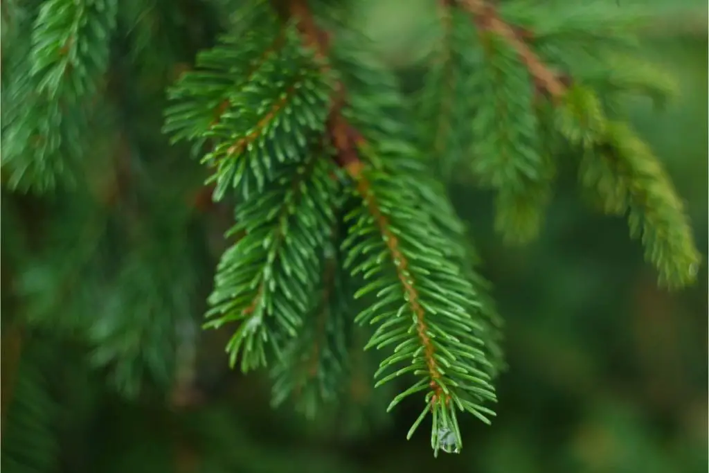 Australian Trees-Spruce