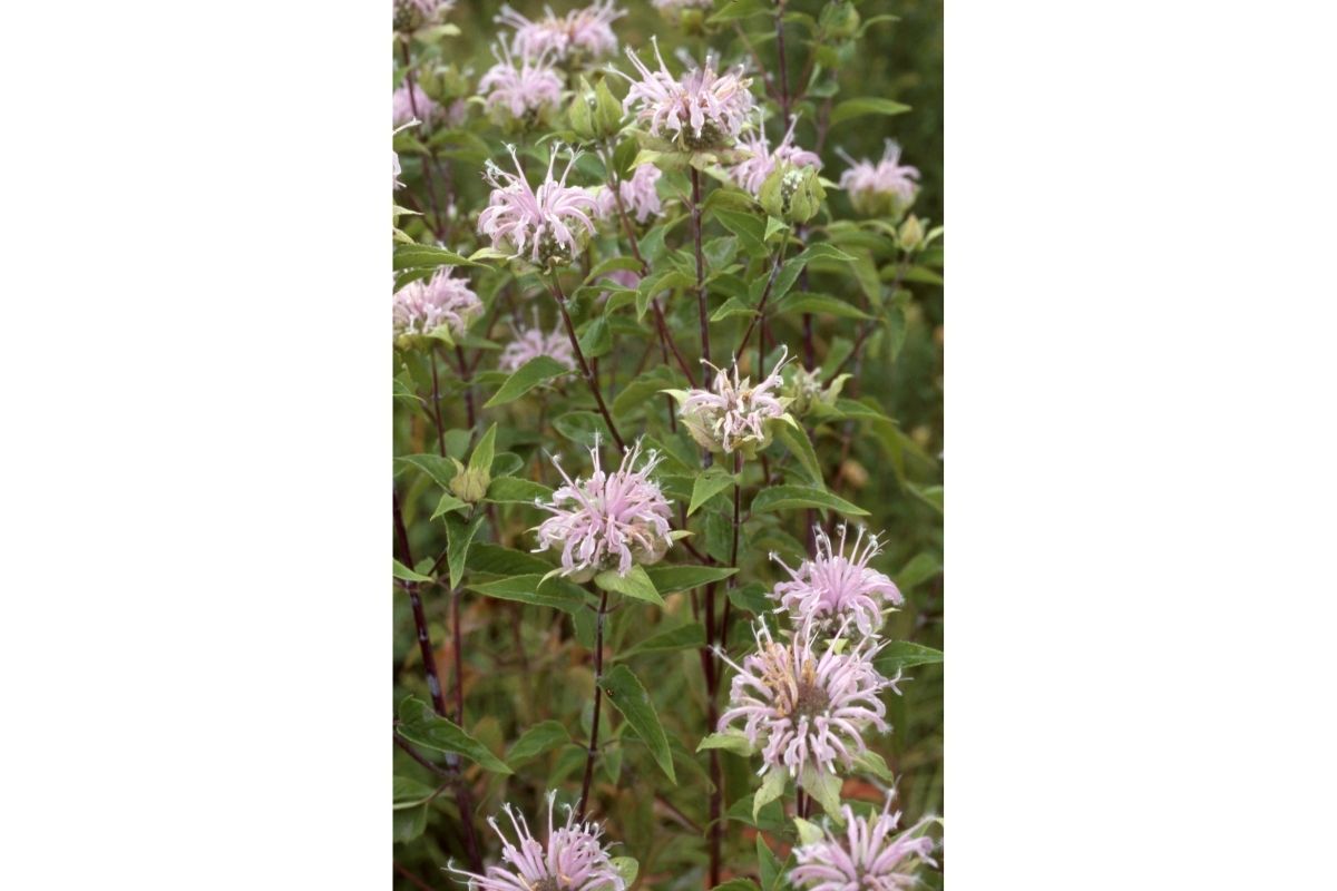 Stanfield's Bee Balm