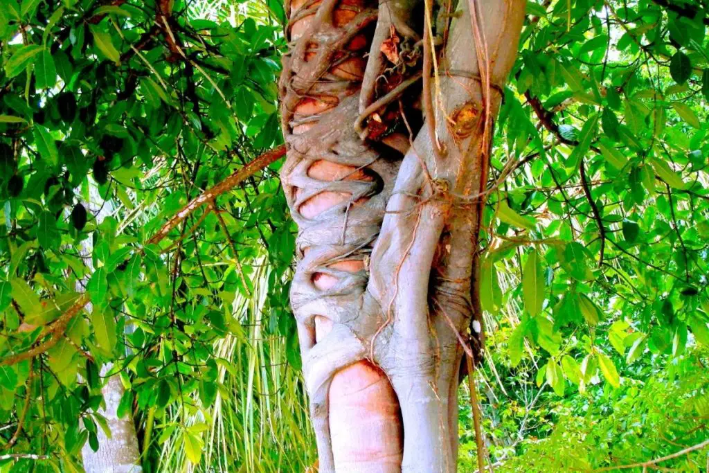 Strangler Fig Trees