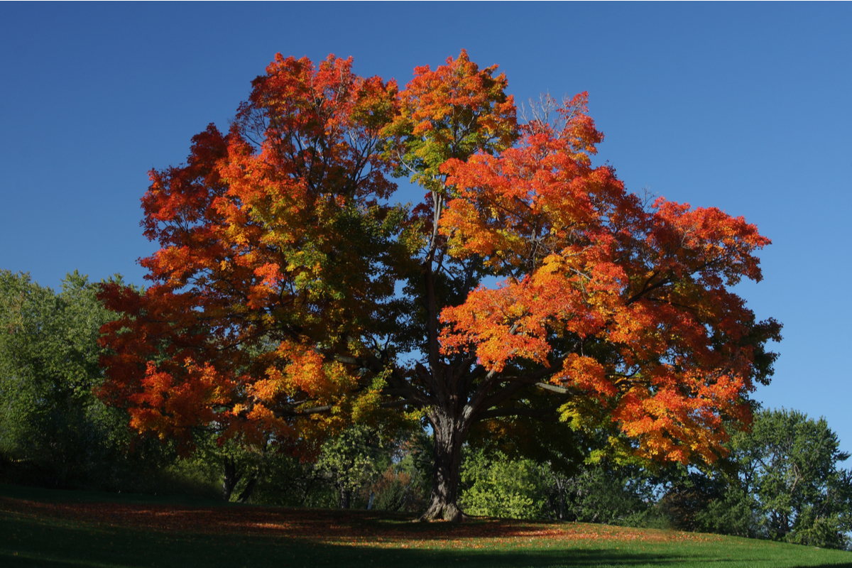 Canadian Trees-Sugar Maple (Acer Saccharum)