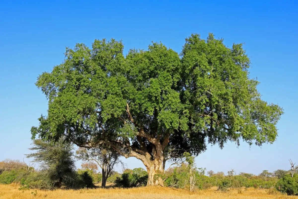 Types of african trees