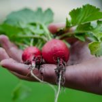 R Is For Radish: Radiant Veggies That Start With 'R'