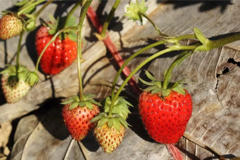 Tall and Sweet The Ultimate Guide to Strawberry Trees