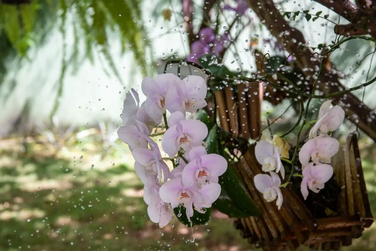 Testing the Waters: How to Water Your Orchid
