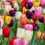 The Bloom Of Youth: The Timeline Of A Blooming Tulip