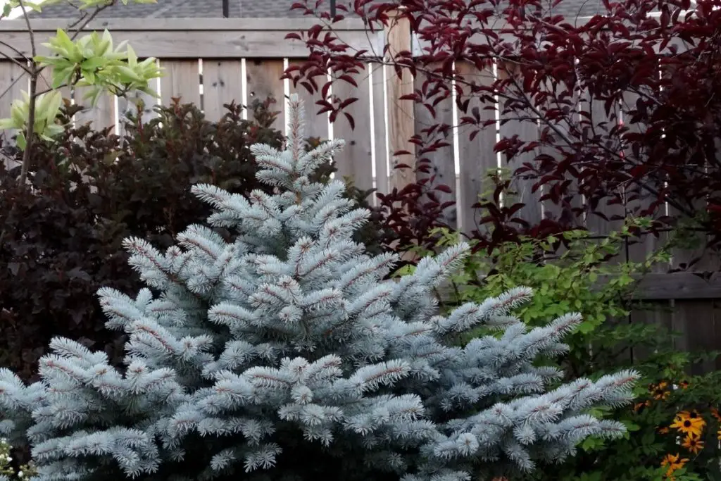 The Blue Spruce 