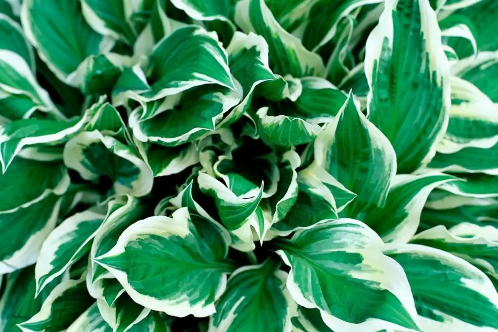 The Hosta With the Mosta The Ultimate Guide to Hostas