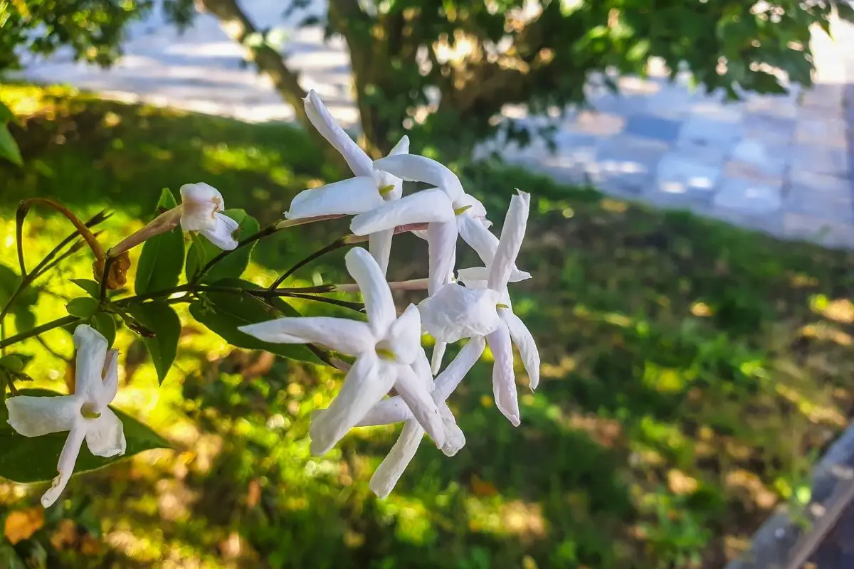 The Jazziest Flower: The Ultimate Guide To Jasmine Flowers
