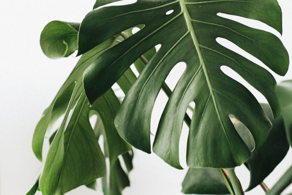 The Monstera Is Loose! How To Save Your Droopy Plant