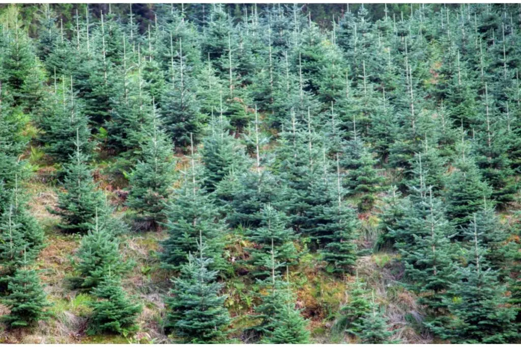 The Norway Spruce 