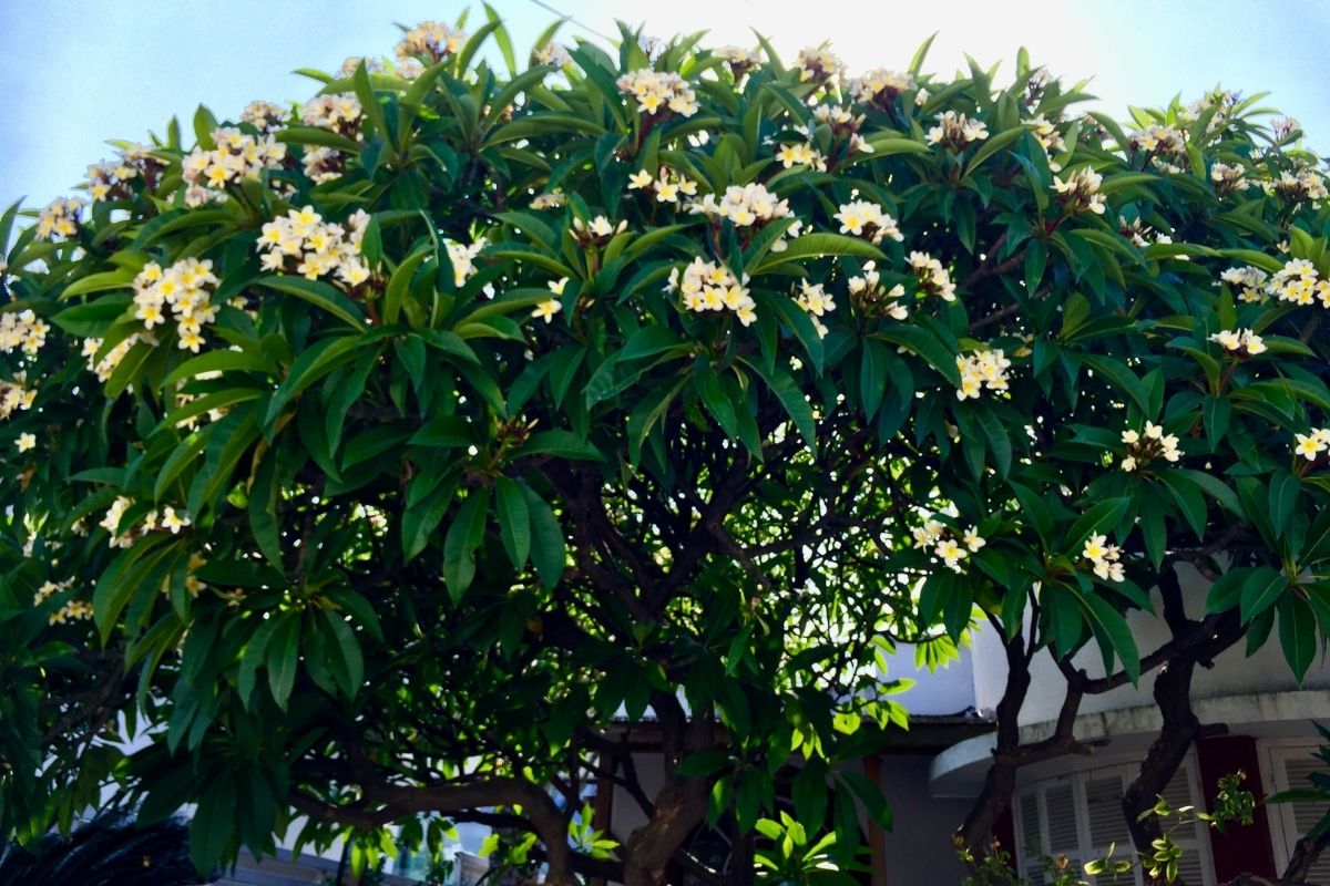 The Sweetest Scent: The Ultimate Guide to Jasmine Trees