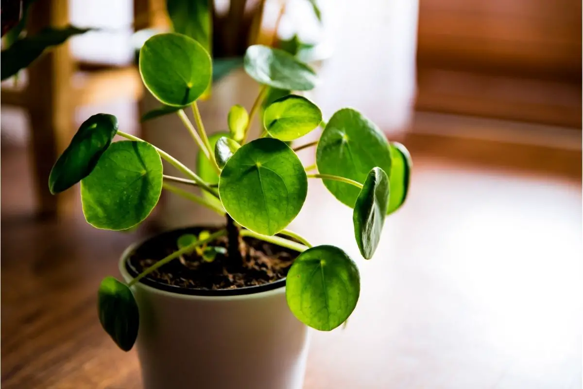 Things To Remember When You Propagate Your Pilea: