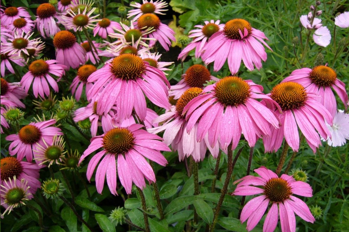 Tickled Pink: The Ultimate Guide To Pink Flowers
