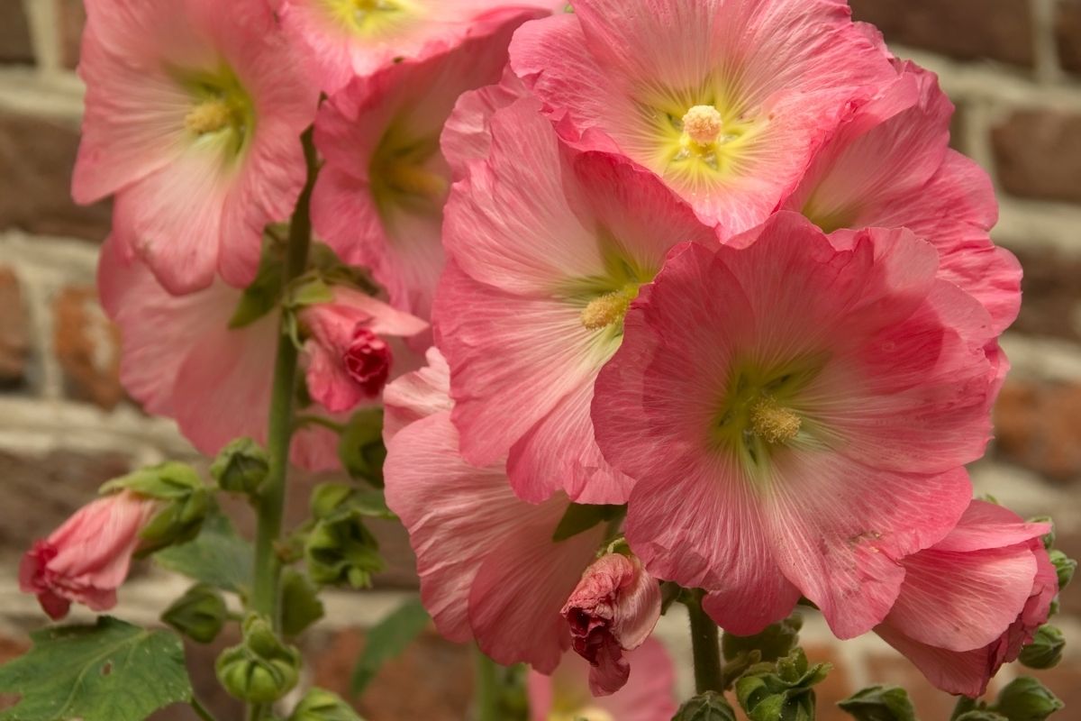 Tickled Pink Flowers