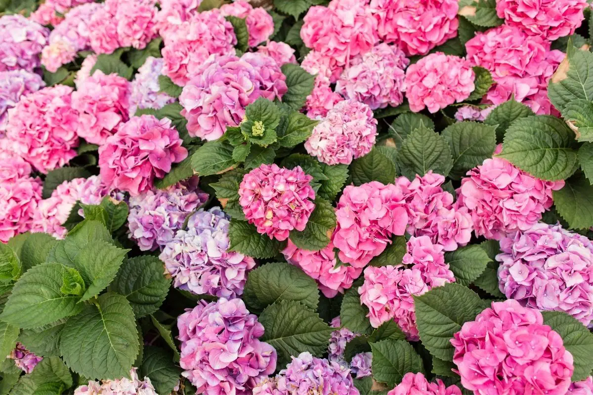 Tickled Pink: The Ultimate Guide To Pink Flowers
