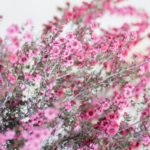 Tickled Pink: 42 Different Types Of Pink Flower