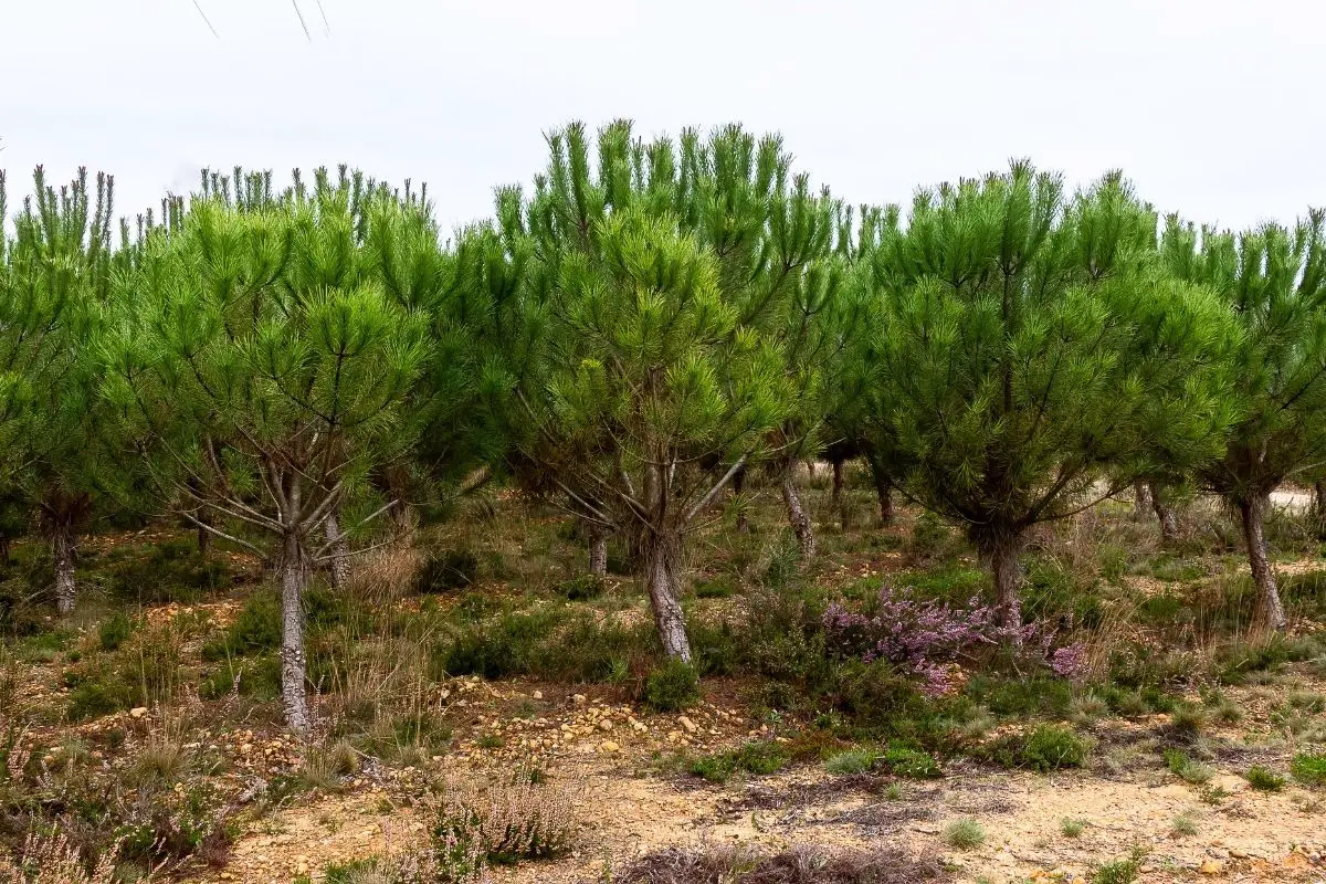Timberline Montezuma Pine – Pinus Hartwegii
