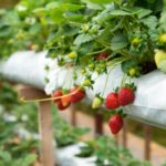 Time Is Of The Essence: The Timeline Of Growing Strawberries