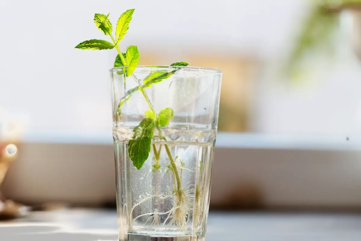 Tips For Propagating Mint