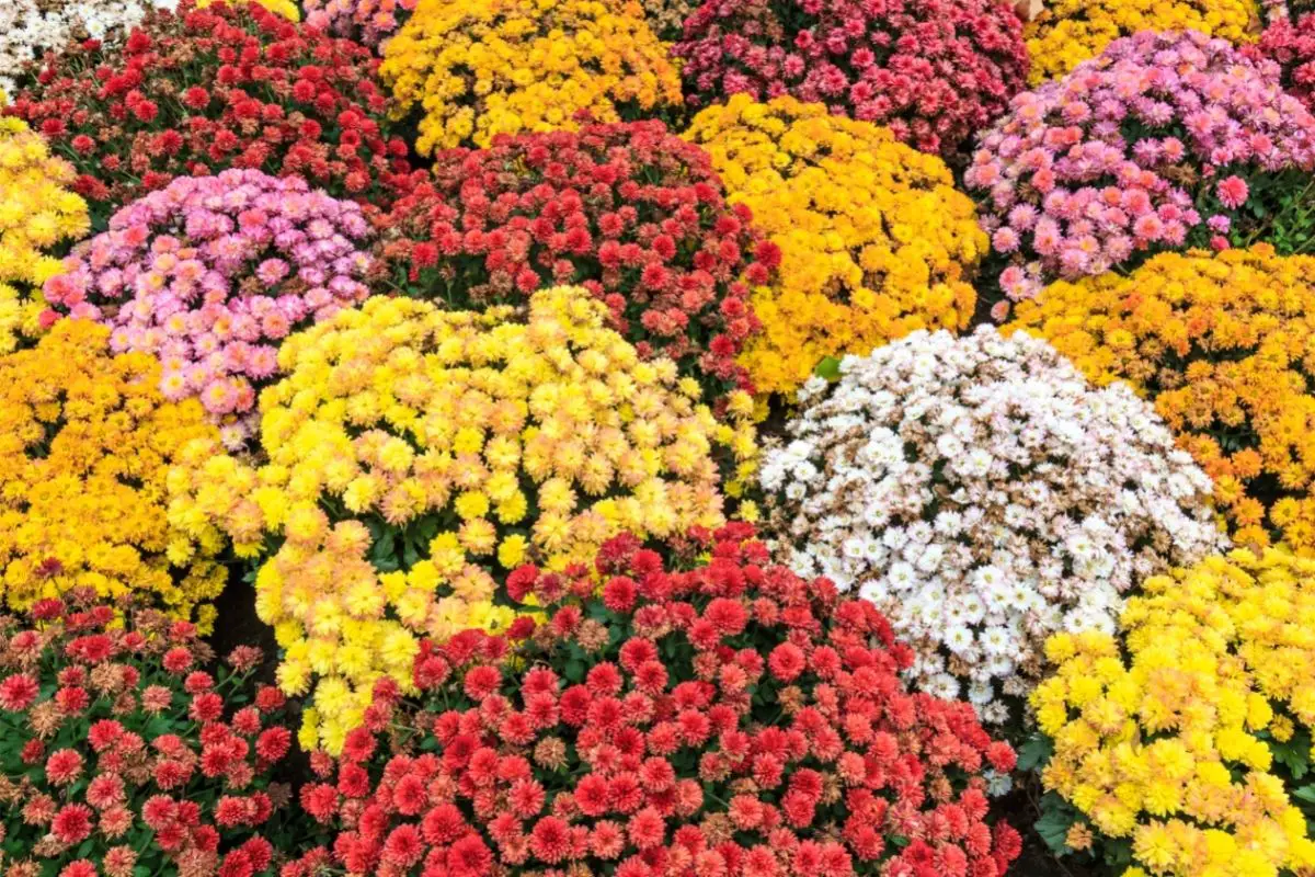 True Colors Shining Through: The Ultimate Guide To Chrysanthemums