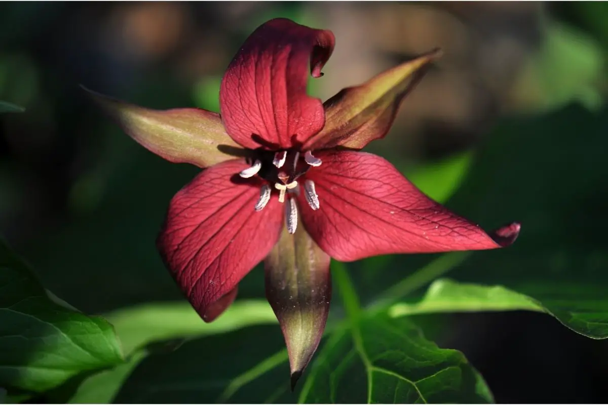 Truly Tranquil: The Ultimate Guide to Trillium Flowers