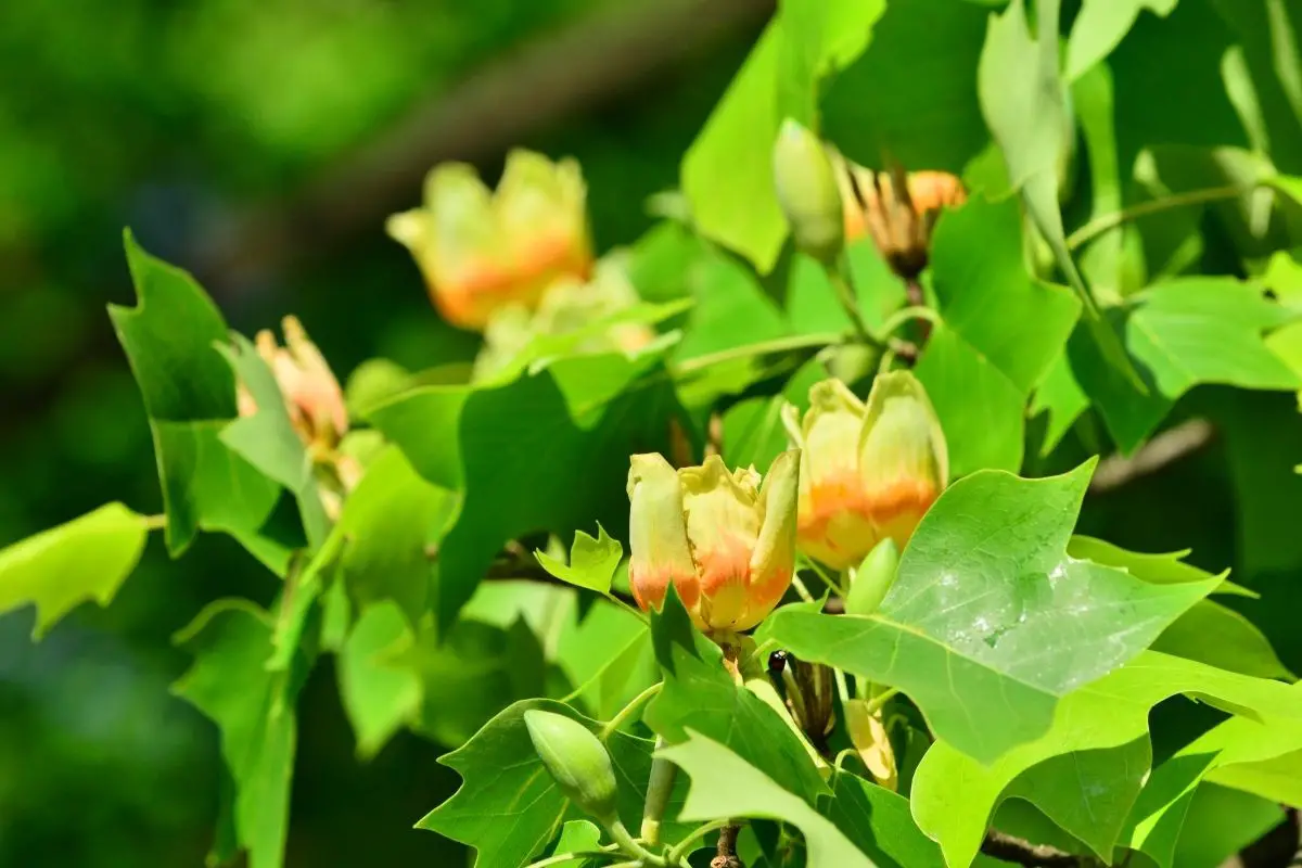 Tulip Tree (Liriodendron Tulipifera) 