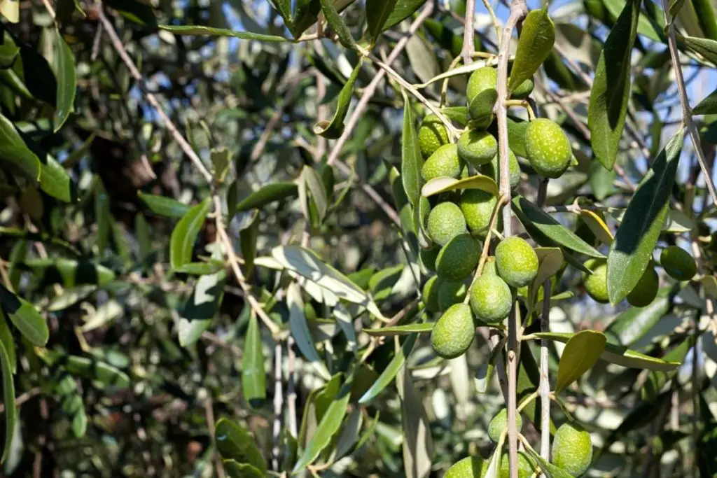 Tuscan Olives