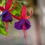 Types of Fuchsia: Everything You Need To Know