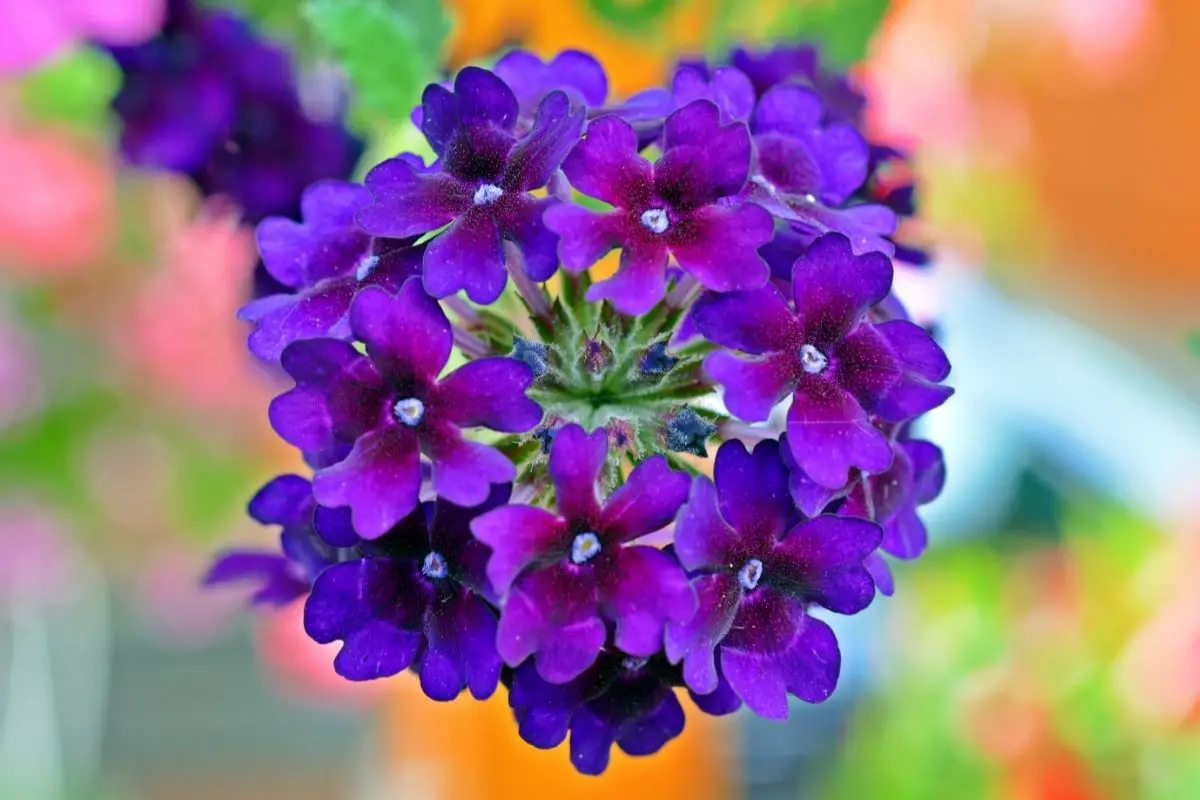 Violet Vibrations: The Ultimate Guide to Verbena Plants