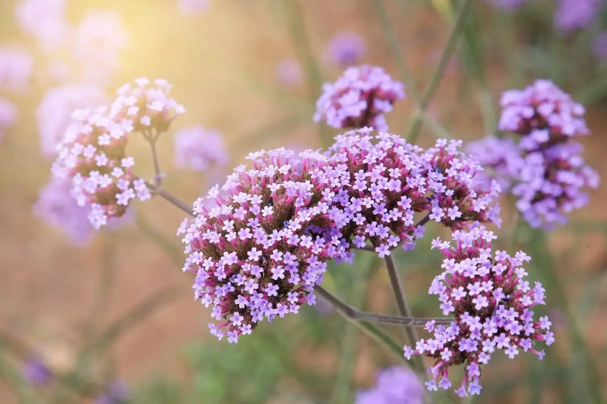 Violet Vibrations: The Ultimate Guide to Verbena Plants