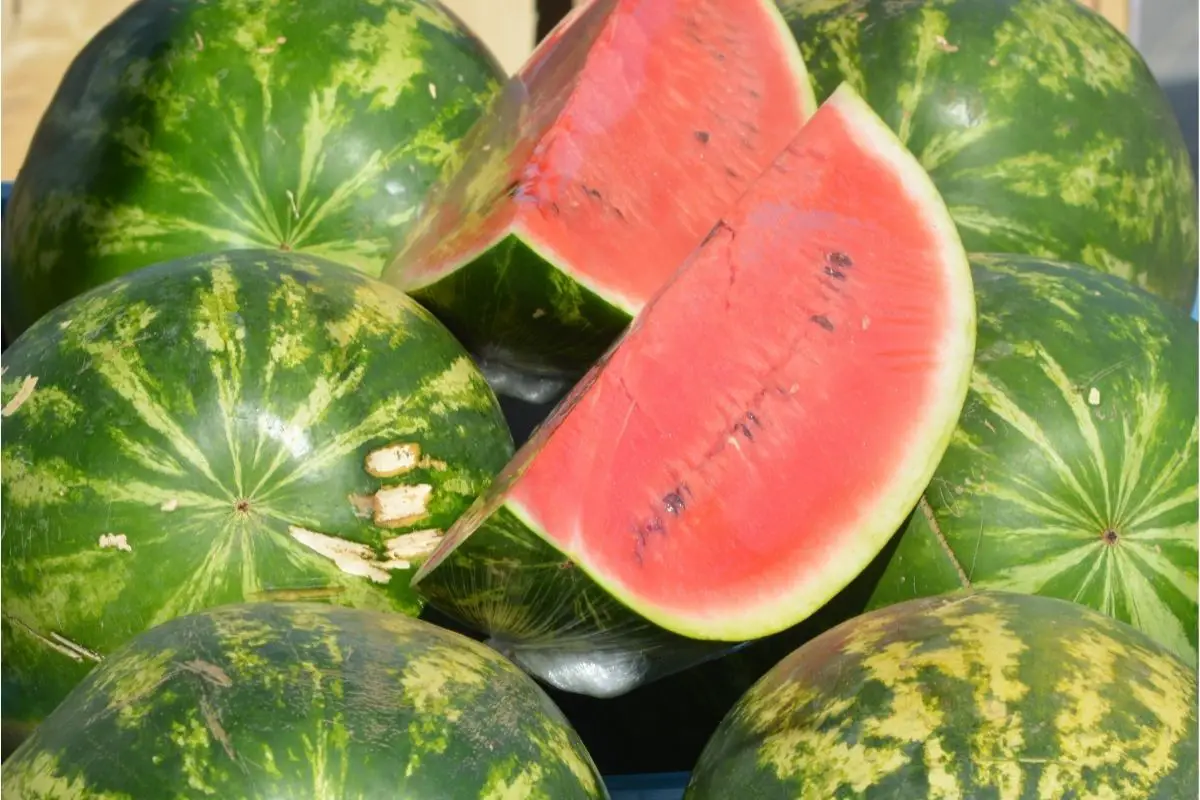 Watermelon Fruits with Low Carbs
