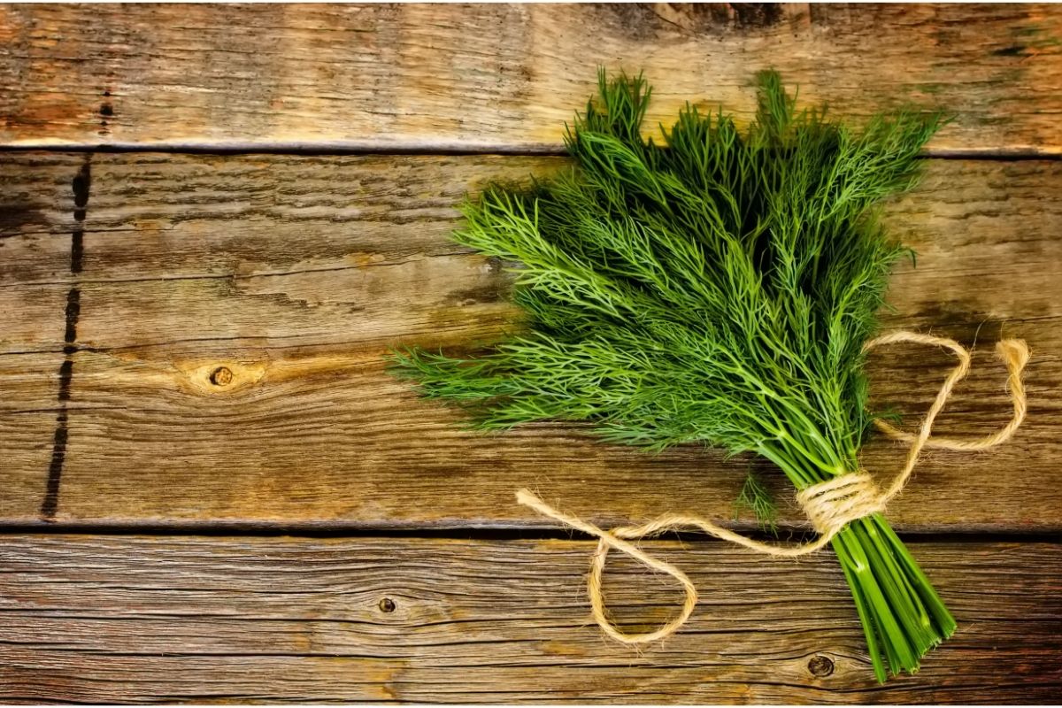 What Can You do With Fresh Dill? 